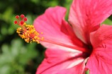red-gumamela-flower-82892_1280